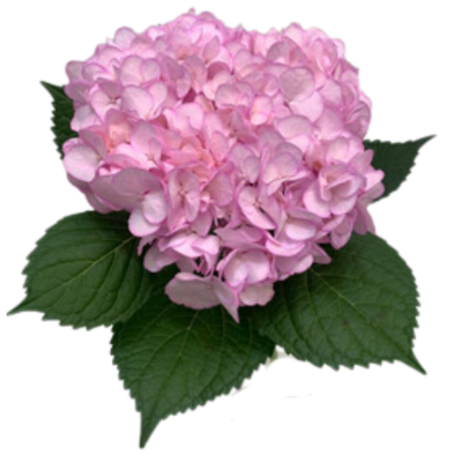 Hydrangea gemengd