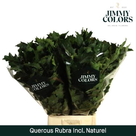 Quercus rubra