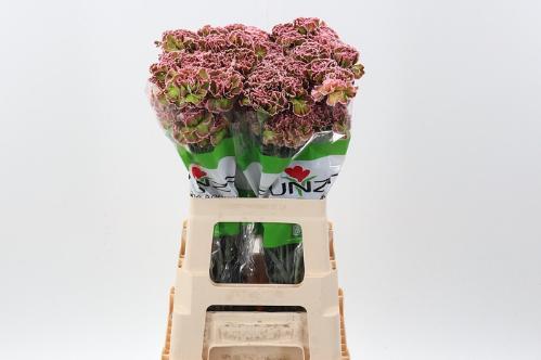 Dianthus standaard kleurbehandeld H%