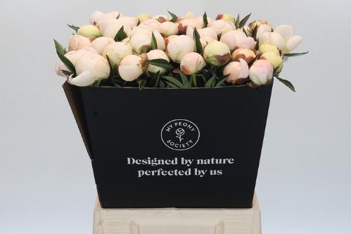 Paeonia Lactiflora Grp 'Mme Claude Tain'