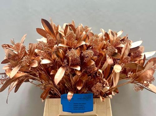 Skimmia per bos overig kleurbehandeld H%