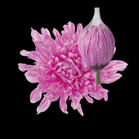 Chrysanthemum (Indicum Grp) geplozen Antonov kleurbehandeld H%