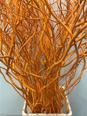 Salix kleurbehandeld H%