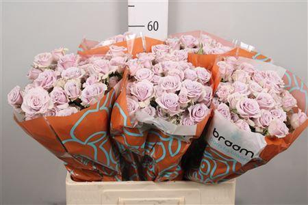 Rosa tros Silver Shadow