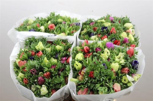 Anemone coronaria Marianne gemengd