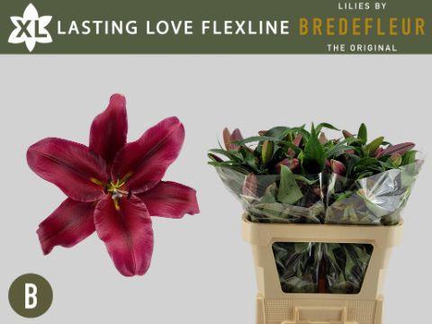 Lilium (OT-hybrids Grp) 'Lasting Love'