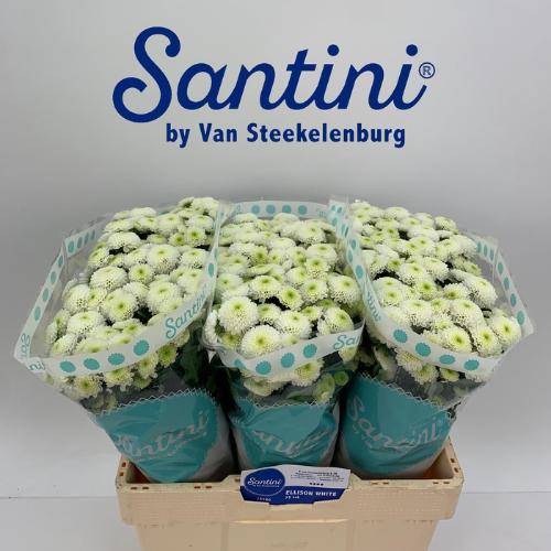 Chrysanthemum Indicum Grp tros santini 'Ferry'