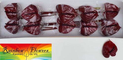 Anthurium Andreanum Grp Nero