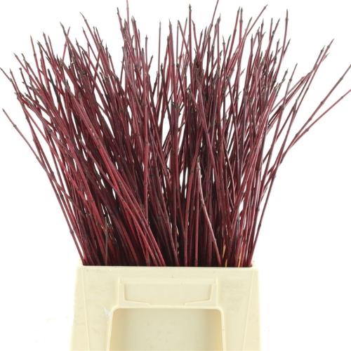 Cornus alba 'Sibirica'