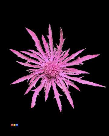 Eryngium alpinum kleurbehandeld H%