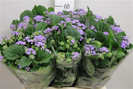 Ageratum houstonianum 'Blue Planet'