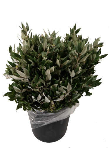 Quercus ilex