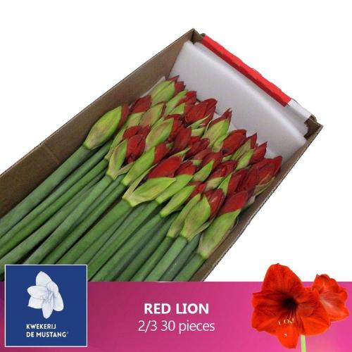 Hippeastrum Galaxy Grp 'Red Lion'