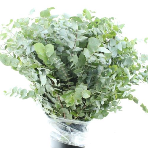 Eucalyptus per bos cinerea