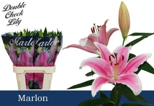 Lilium Oriental Grp 'Marlon'