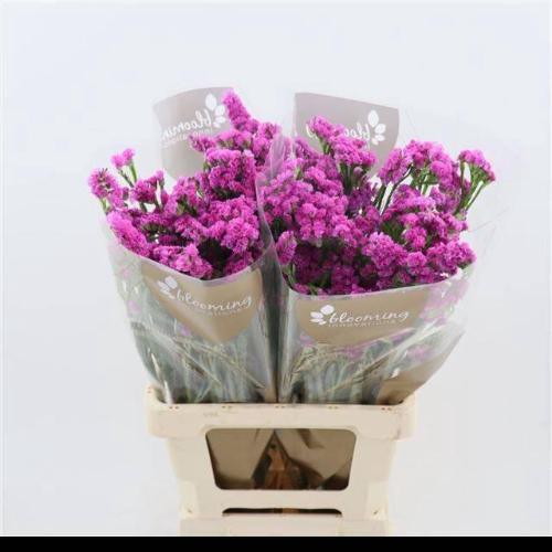 Limonium sinuatum Heart Wings