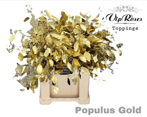 Eucalyptus kleurbehandeld per bos H%