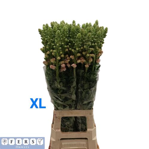 Antirrhinum majus 'Maryland Pink'