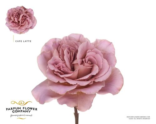 Rosa grootbloemig Café Latte