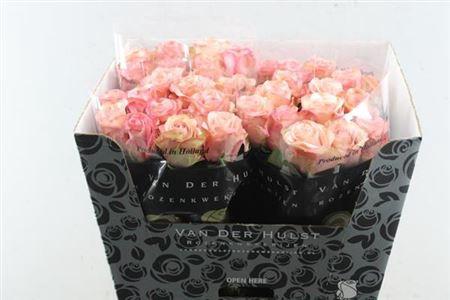 Rosa grootbloemig Aprikola