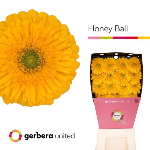 Gerbera grootbloemig bolvormig Honey Ball