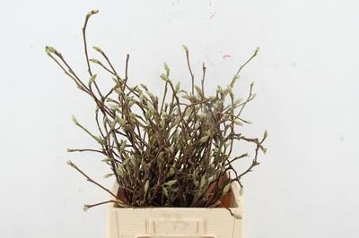 Magnolia grandiflora per bos