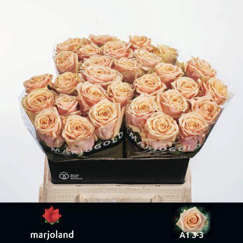 Rosa grootbloemig Bellini!