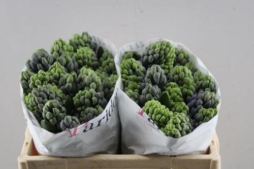 Hyacinthus orientalis 'Delft Blue'