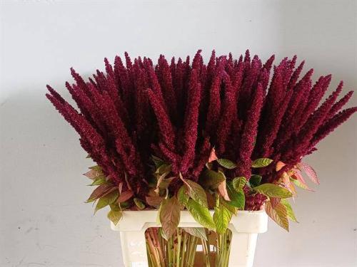 Amaranthus overig
