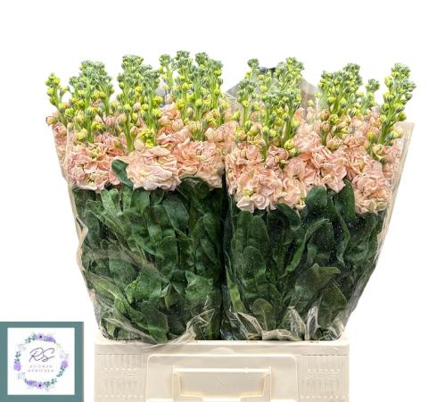 Matthiola incana 'Iron Apricot'