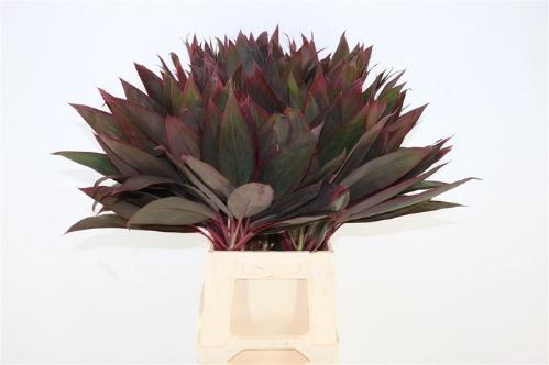 Decoratiegroen groot blad