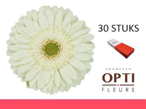 Gerbera grootbloemig Mint