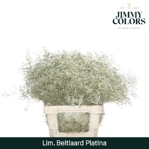 Limonium overig kleurbehandeld H%