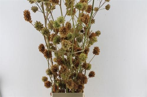 Glycyrrhiza yunnanensis (zaaddoos)