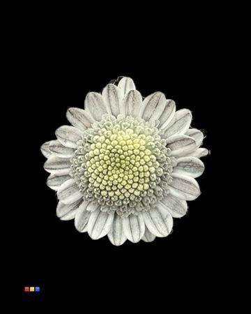 Chrysanthemum Indicum Grp tros kas kleurbehandeld H%
