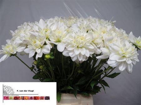 Dahlia 'Eternal Snow'