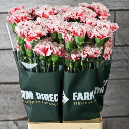 Dianthus standaard Safari