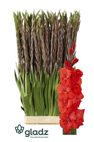 Gladiolus (Large-flowered Grp) 'Bunga'