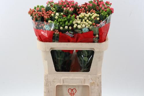 Hypericum androsaemum Rainbow Romance gemengd in fust
