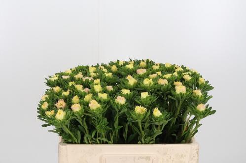Callistephus chinensis overig