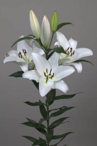 Lilium (OT-hybrids Grp) 'Galibier'