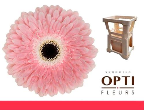 Gerbera grootbloemig 'Graceland'