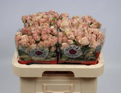 Rosa tros Destini