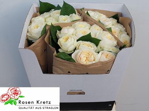 Rosa grootbloemig Whitechapel!