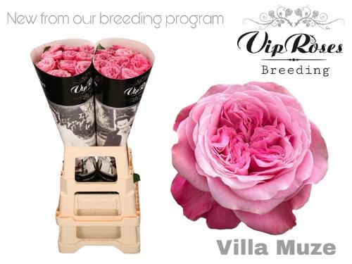 Rosa grootbloemig Villa Muze