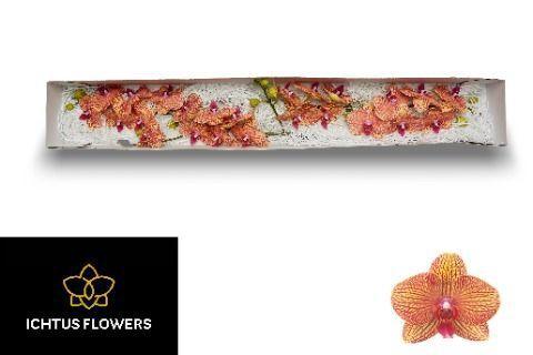 Phalaenopsis per bloem KV Beauty