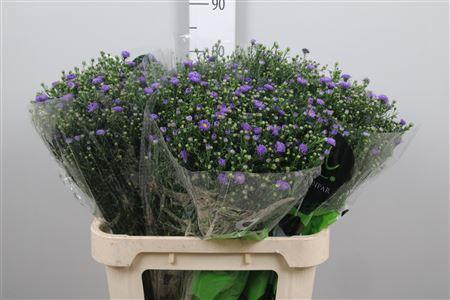Aster (Novi-belgii Grp) Teeny Tiny Blue