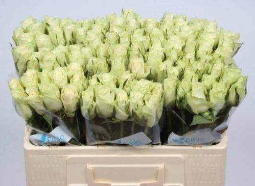 Rosa grootbloemig Athena