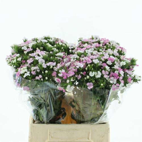 Dianthus barbatus 'Amazon Rose Magic'