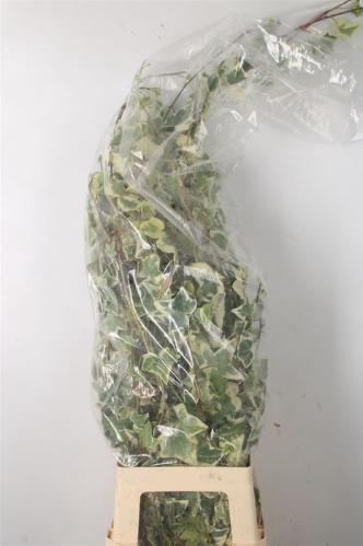 Hedera helix (blad)